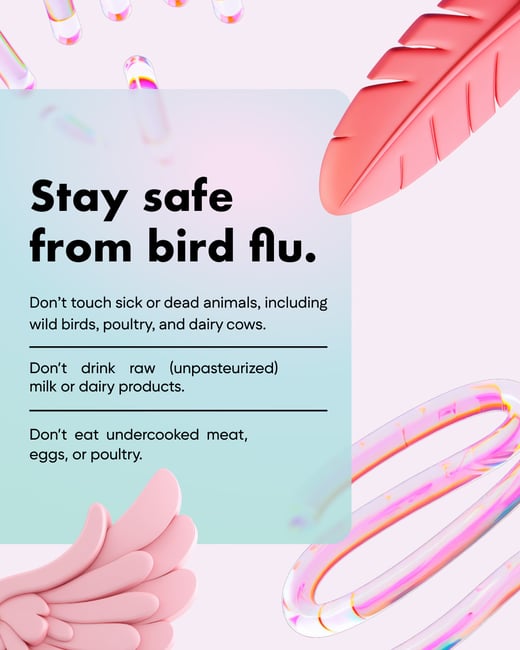 Stay safe from bird flu